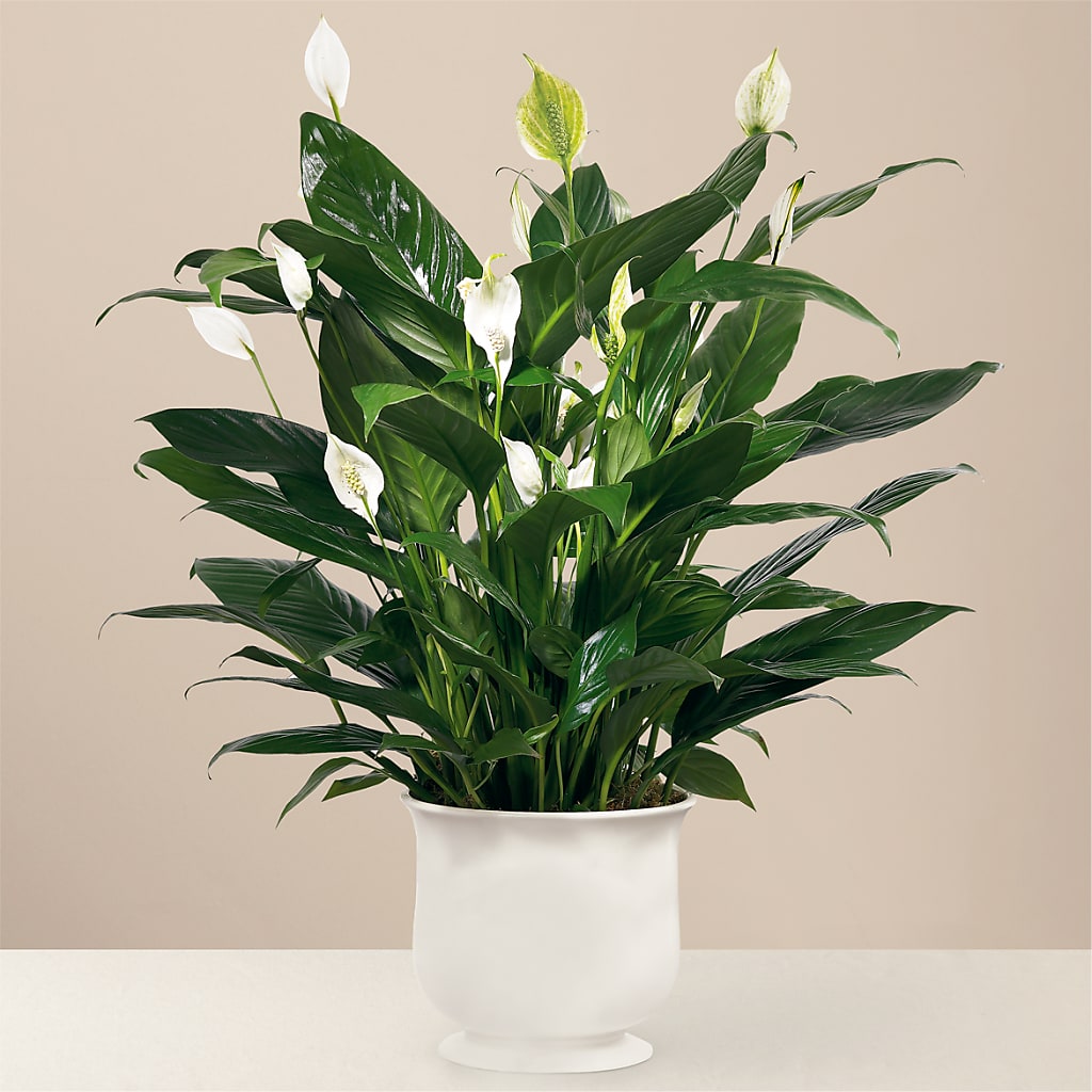 Comfort Planter – Normandy Flower Shop, Inc., Muncie IN