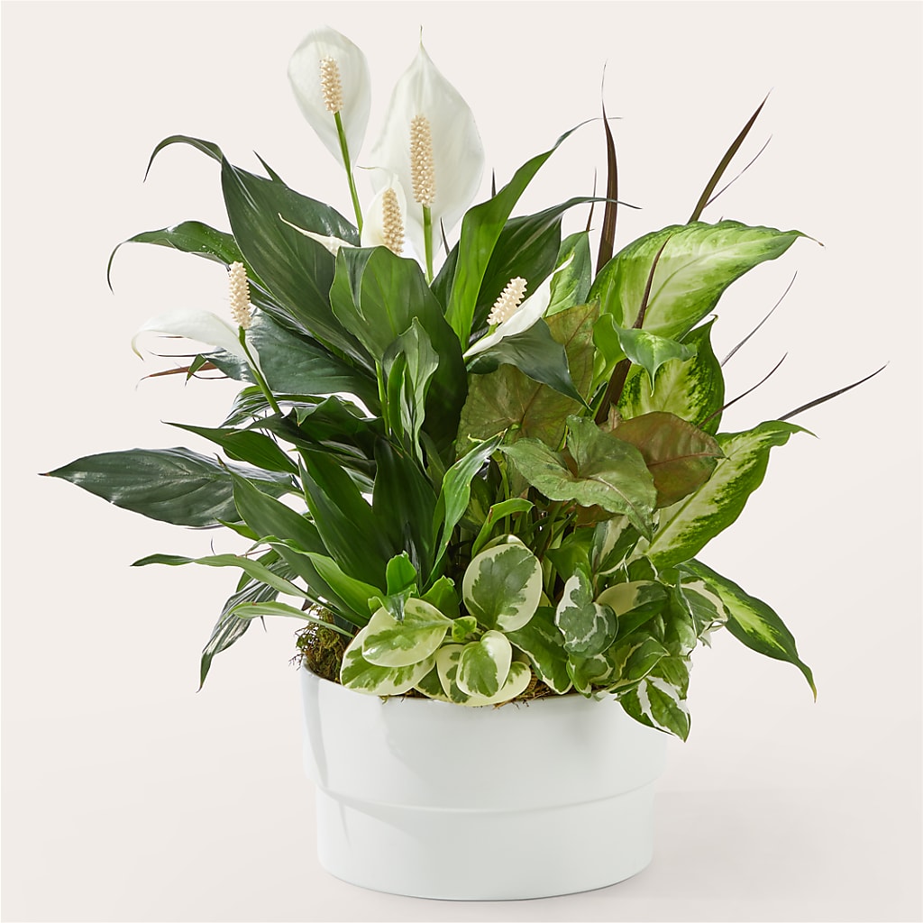 Radiating Positivity Dishgarden – Normandy Flower Shop, Inc., Muncie IN