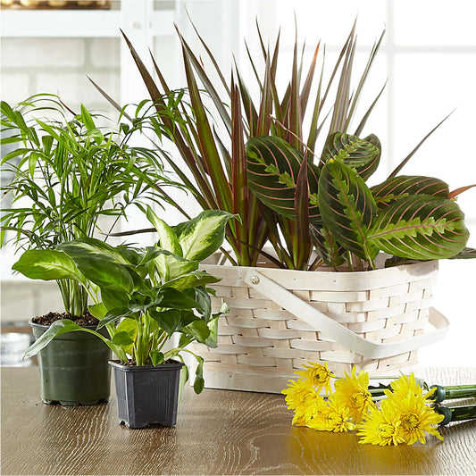 Florist Designed Blooming and Green Plants in a Basket –  Normandy Flower Shop, Inc., Muncie IN