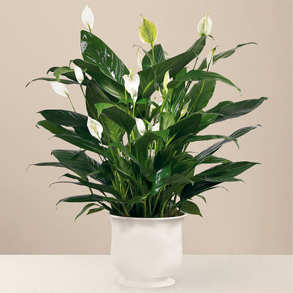 Comfort Planter –  Normandy Flower Shop, Inc., Muncie IN
