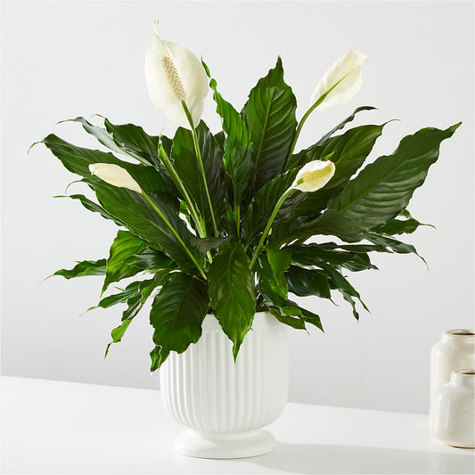 Comfort Planter –  Normandy Flower Shop, Inc., Muncie IN