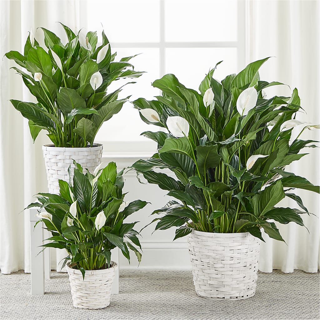 A New Leaf Peace Lily –  Normandy Flower Shop, Inc., Muncie IN